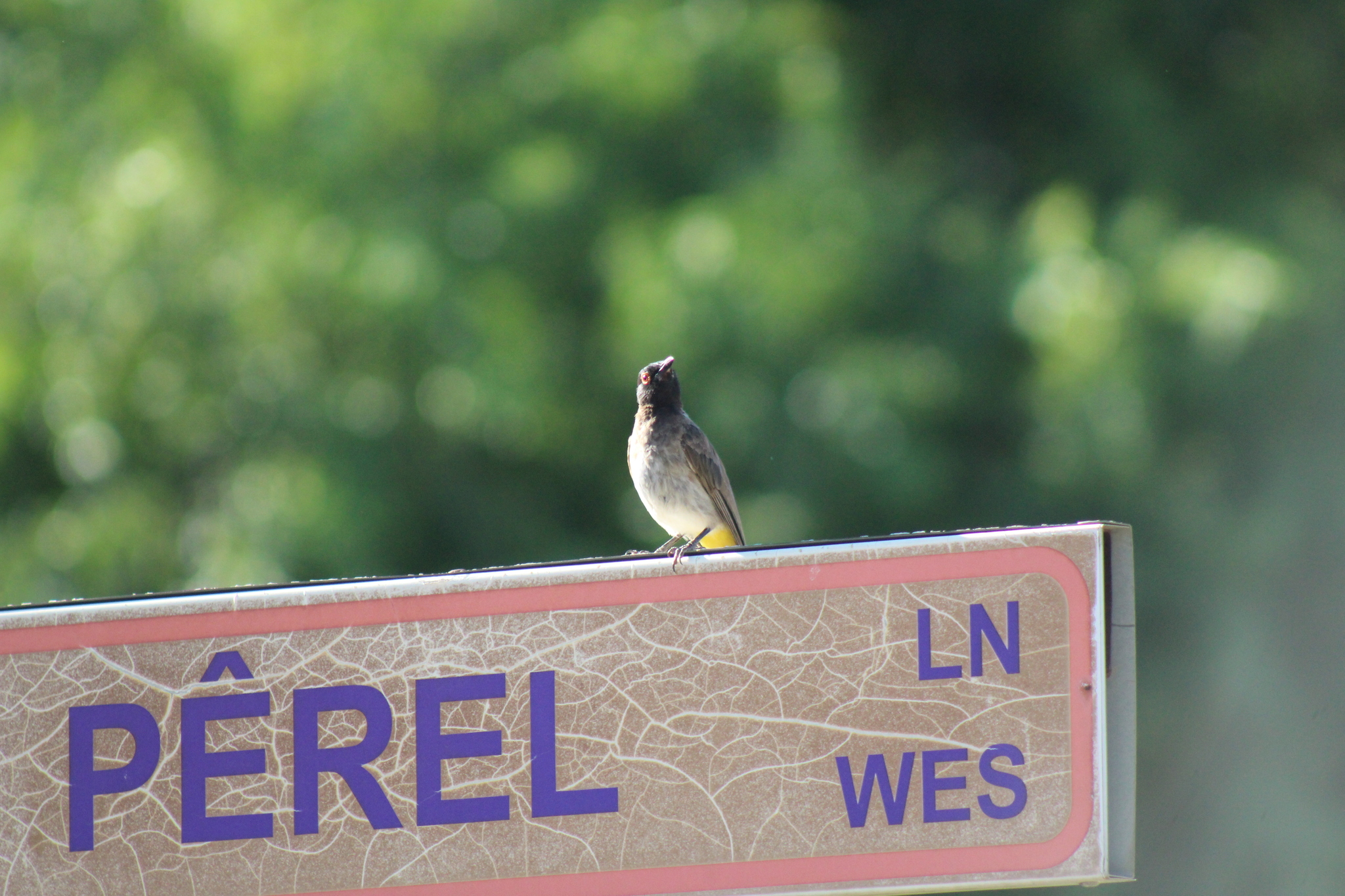 African Red-eyed Bulbul (Pycnonotus nigricans), photo 3