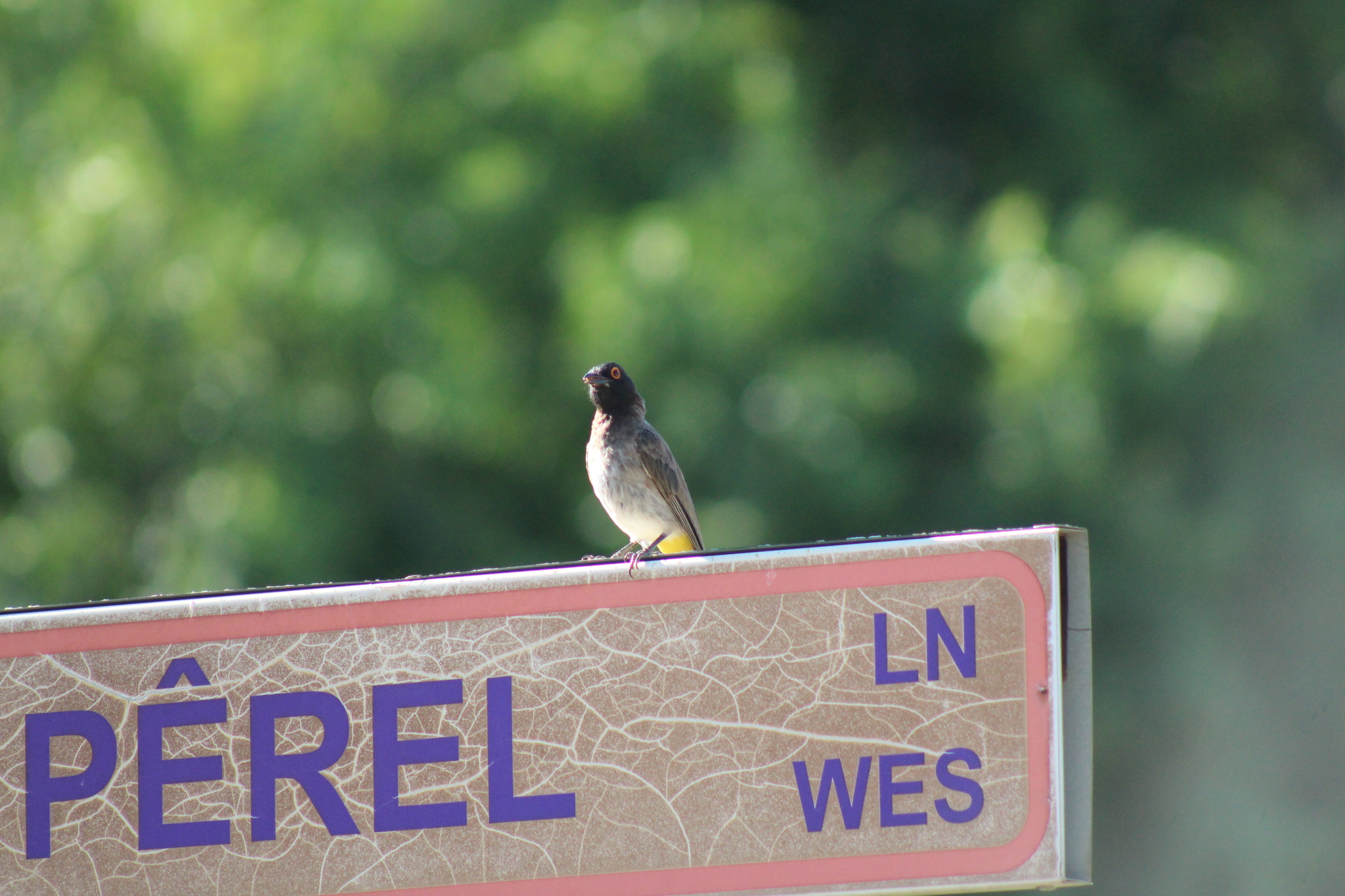 African Red-eyed Bulbul (Pycnonotus nigricans), photo 7