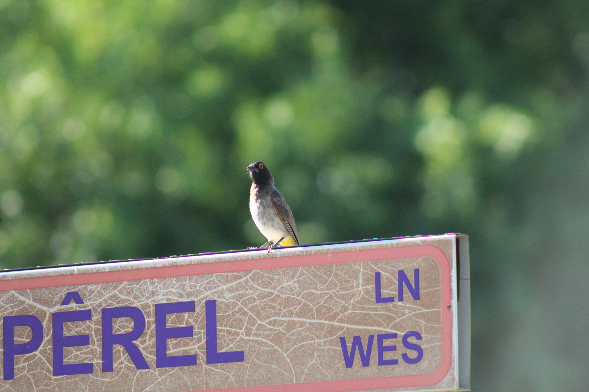 African Red-eyed Bulbul (Pycnonotus nigricans), photo 8