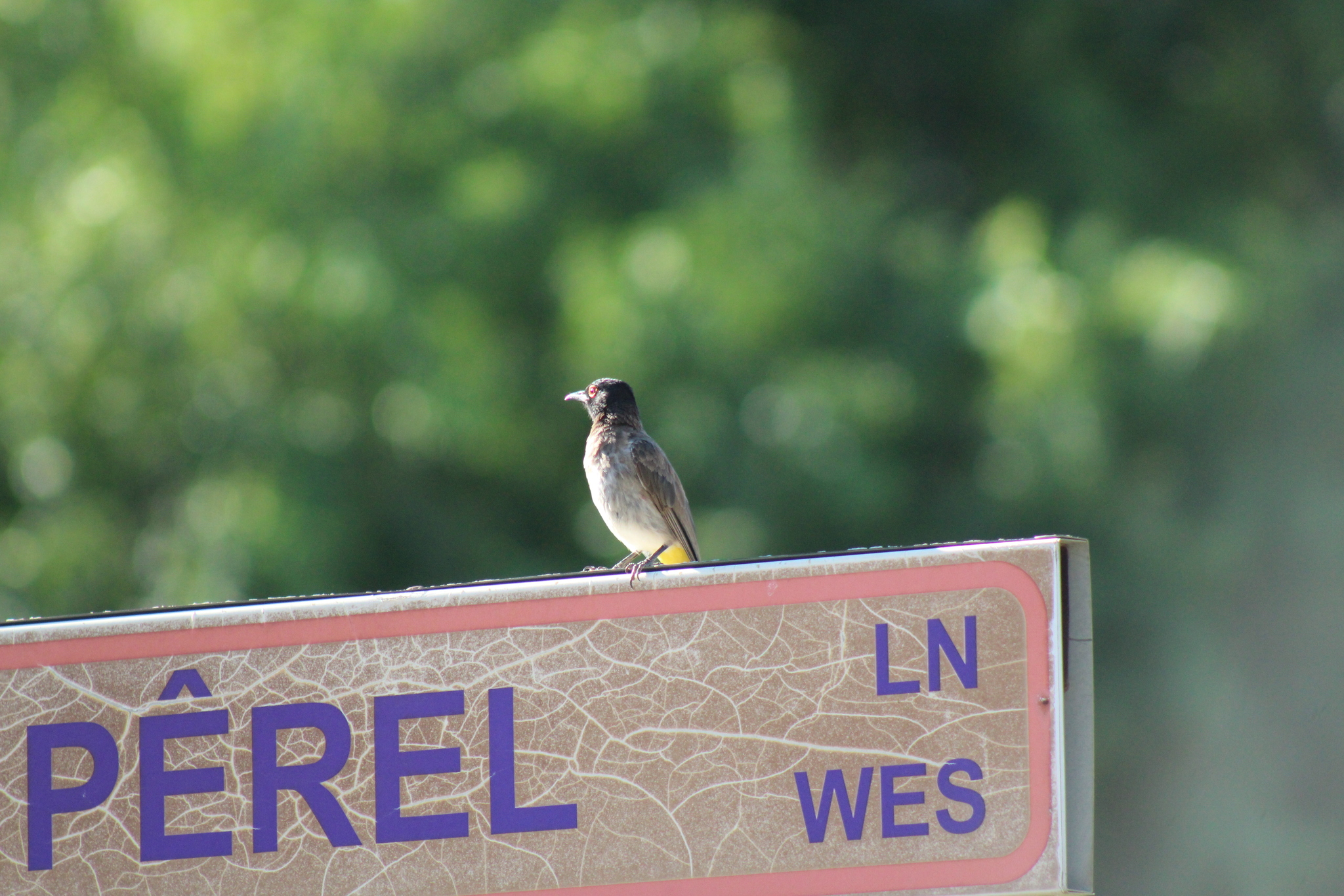 African Red-eyed Bulbul (Pycnonotus nigricans), photo 9