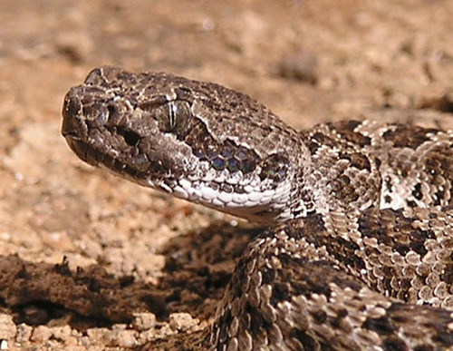 iNaturalist observation photo of Northern Pacific Rattlesnake