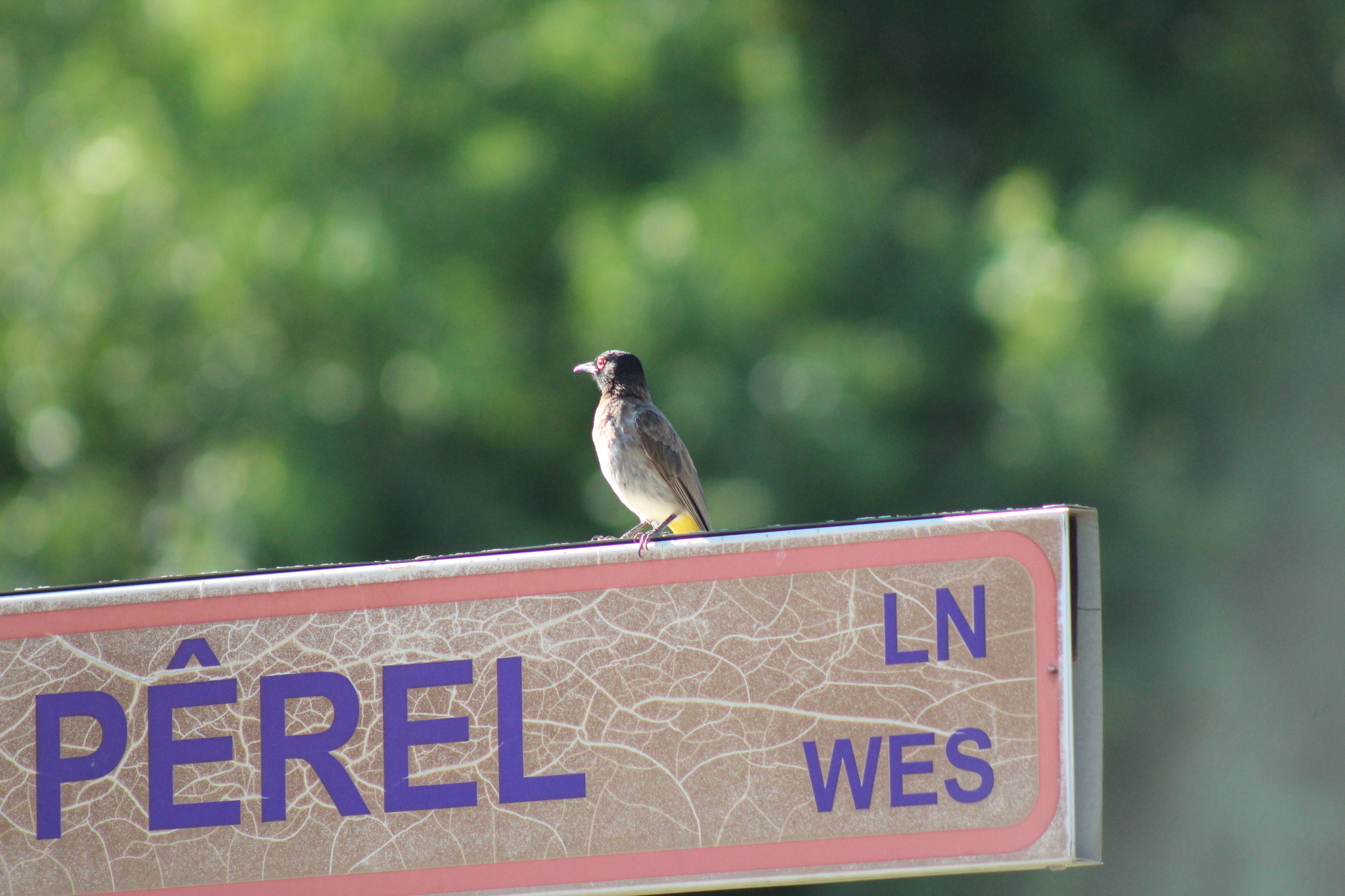 African Red-eyed Bulbul (Pycnonotus nigricans), photo 10