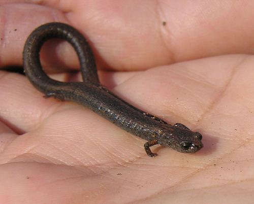 iNaturalist observation photo of Gregarious Slender Salamander