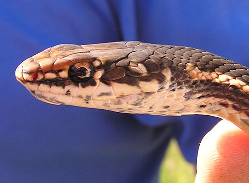 iNaturalist observation photo of Striped Racer