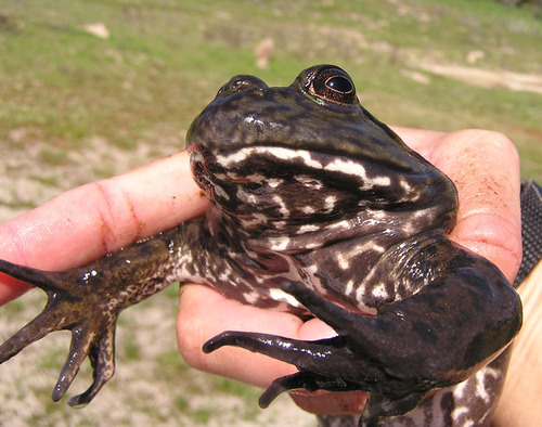 iNaturalist observation photo of American Bullfrog