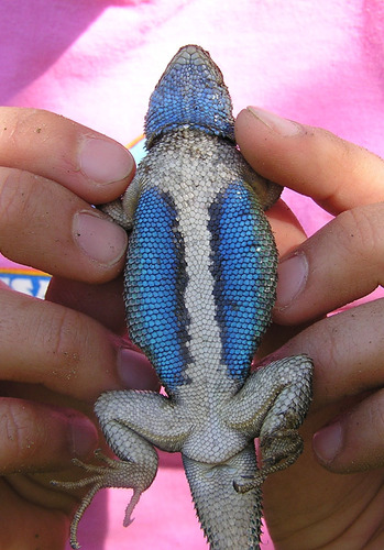 iNaturalist observation photo of Western Fence Lizard