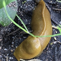 Ariolimax californicus