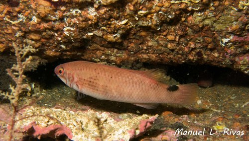 Goldsinny wrasse (Ctenolabrus rupestris) — Labridae — 3