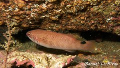 Ctenolabrus rupestris