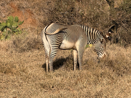 Zebras