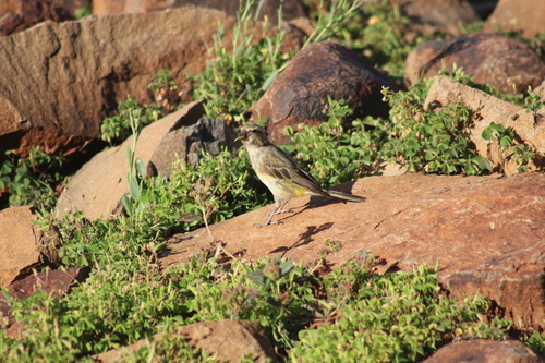 Yellow Canary (Crithagra flaviventris)