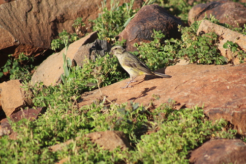 Yellow Canary (Crithagra flaviventris), photo 2