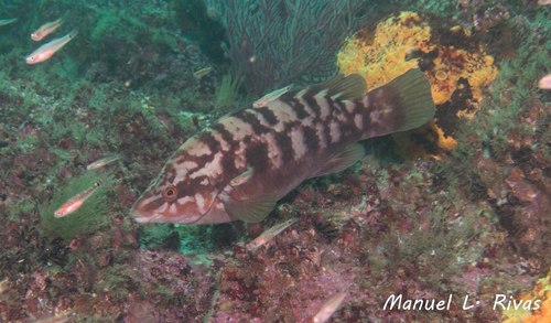Ballan Wrasse