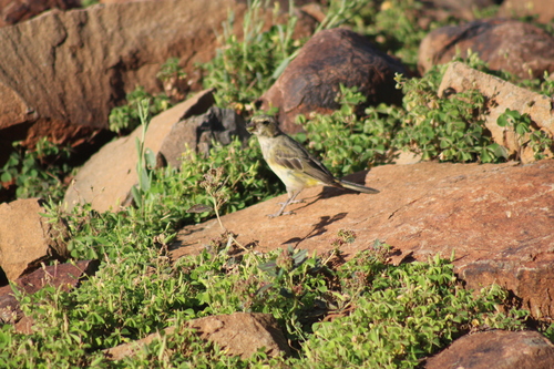 Yellow Canary (Crithagra flaviventris), photo 9