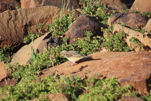 Yellow Canary (Crithagra flaviventris), photo 10