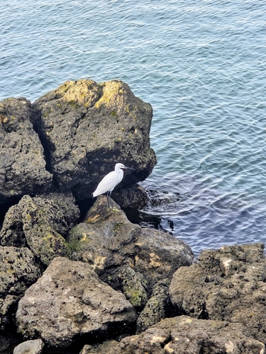 iNaturalist: (c) nessea, some rights reserved (CC BY-NC) iNaturalist image