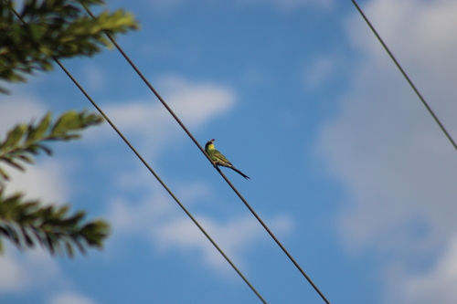 Swallow-tailed Bee-eater (Merops hirundineus), photo 7
