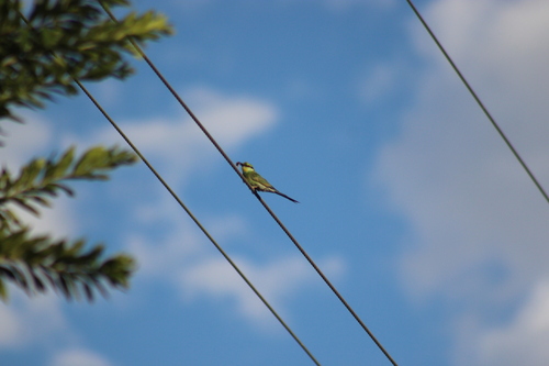 Swallow-tailed Bee-eater (Merops hirundineus), photo 8