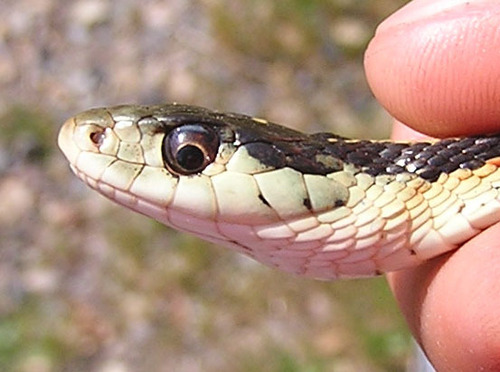 iNaturalist observation photo of Valley Garter Snake