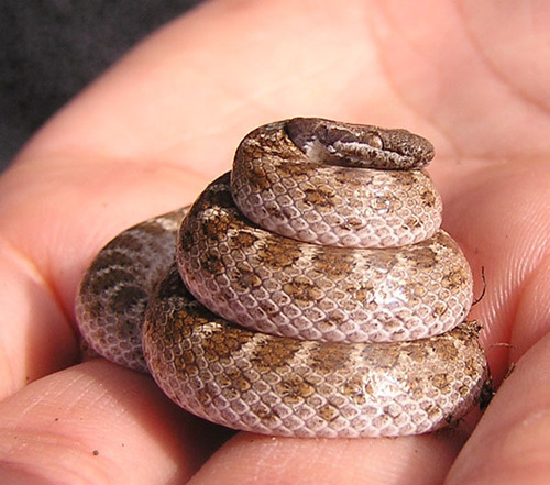 iNaturalist observation photo of Coast Night Snake