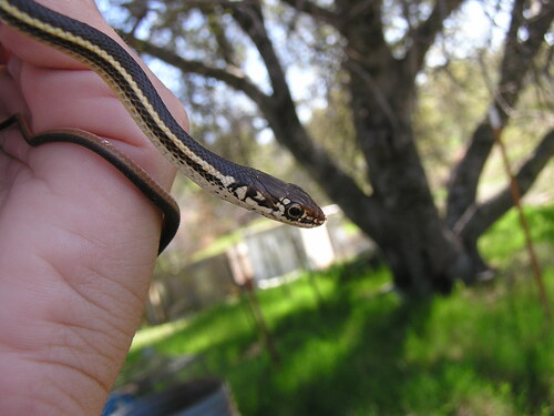 iNaturalist observation photo of Striped Racer