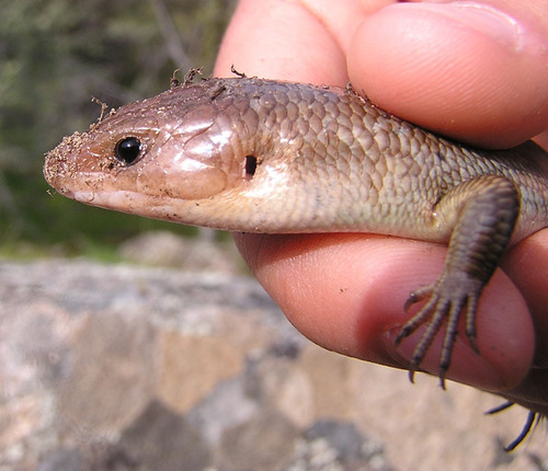 iNaturalist observation photo of Gilbert's Skink