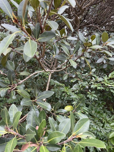 Foto de Figueira