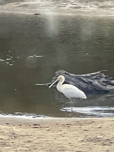Yellow-billed Spoonbill (Platalea flavipes), photo 5