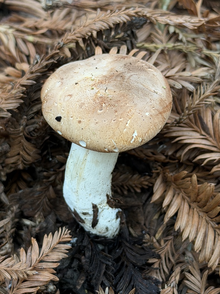 Leucopaxillus gentianeus · January 2026 · photo: © aheyman1 (iNaturalist, cc0)