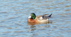 Anas platyrhynchos × Mareca americana