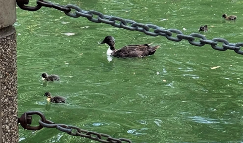 iNaturalist: (c) kcdavi01, some rights reserved (CC BY-NC) iNaturalist image