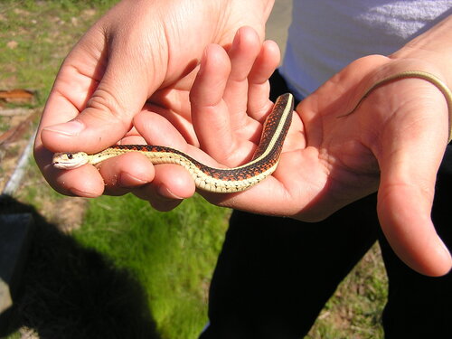 iNaturalist observation photo of Valley Garter Snake