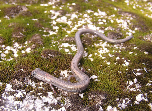 iNaturalist observation photo of Gregarious Slender Salamander