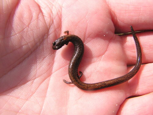iNaturalist observation photo of Gregarious Slender Salamander