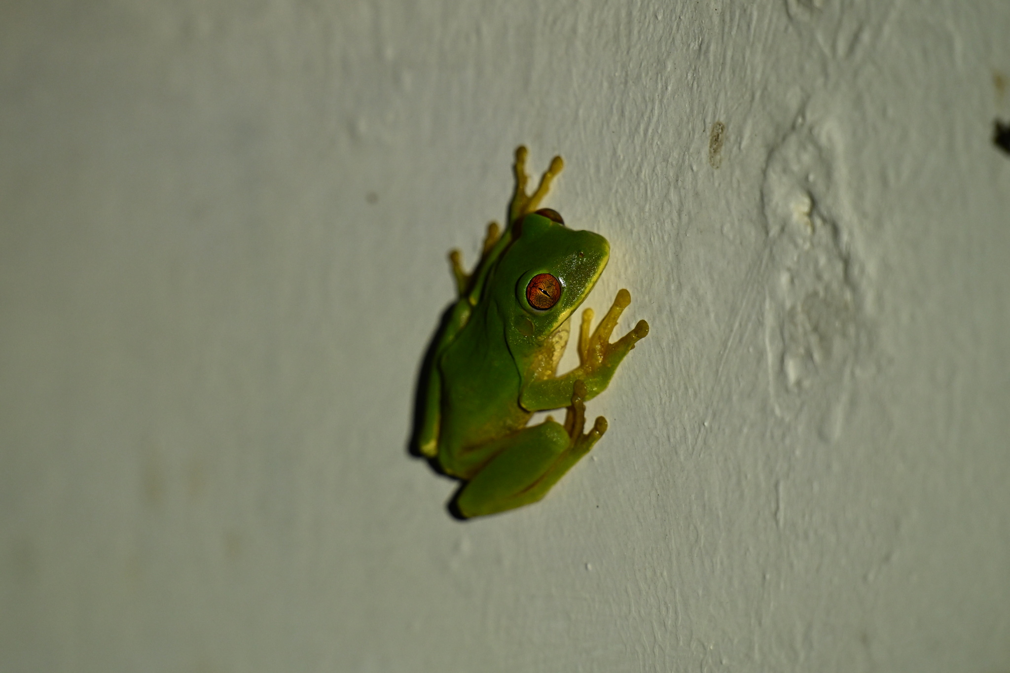 Leptopelis natalensis (Smith, 1849)