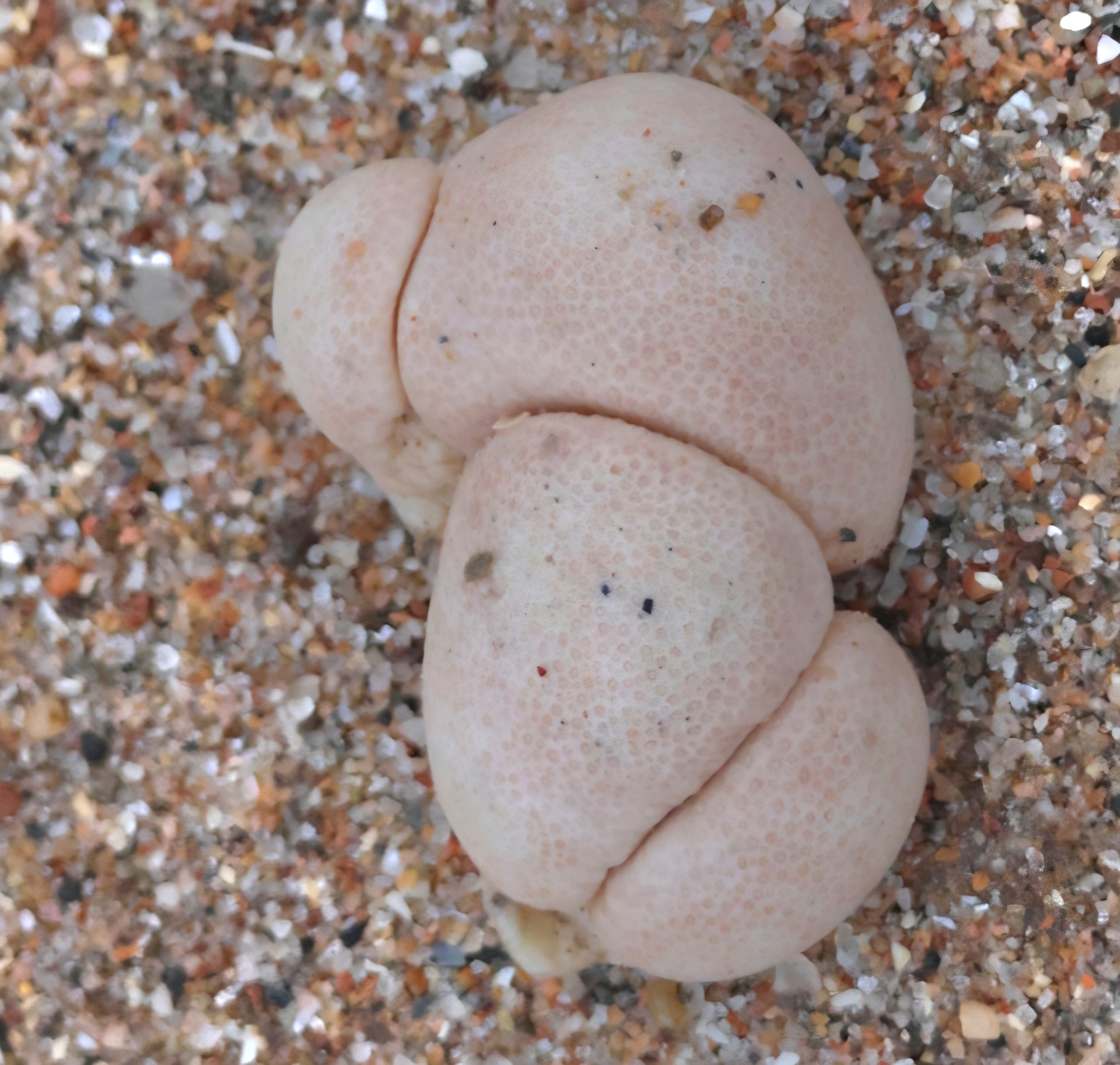 Alcyonium digitatum Linnaeus, 1758