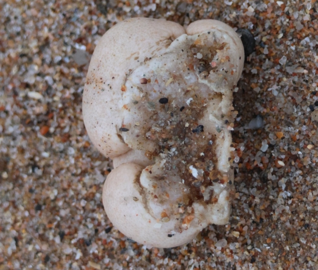 Alcyonium digitatum Linnaeus, 1758