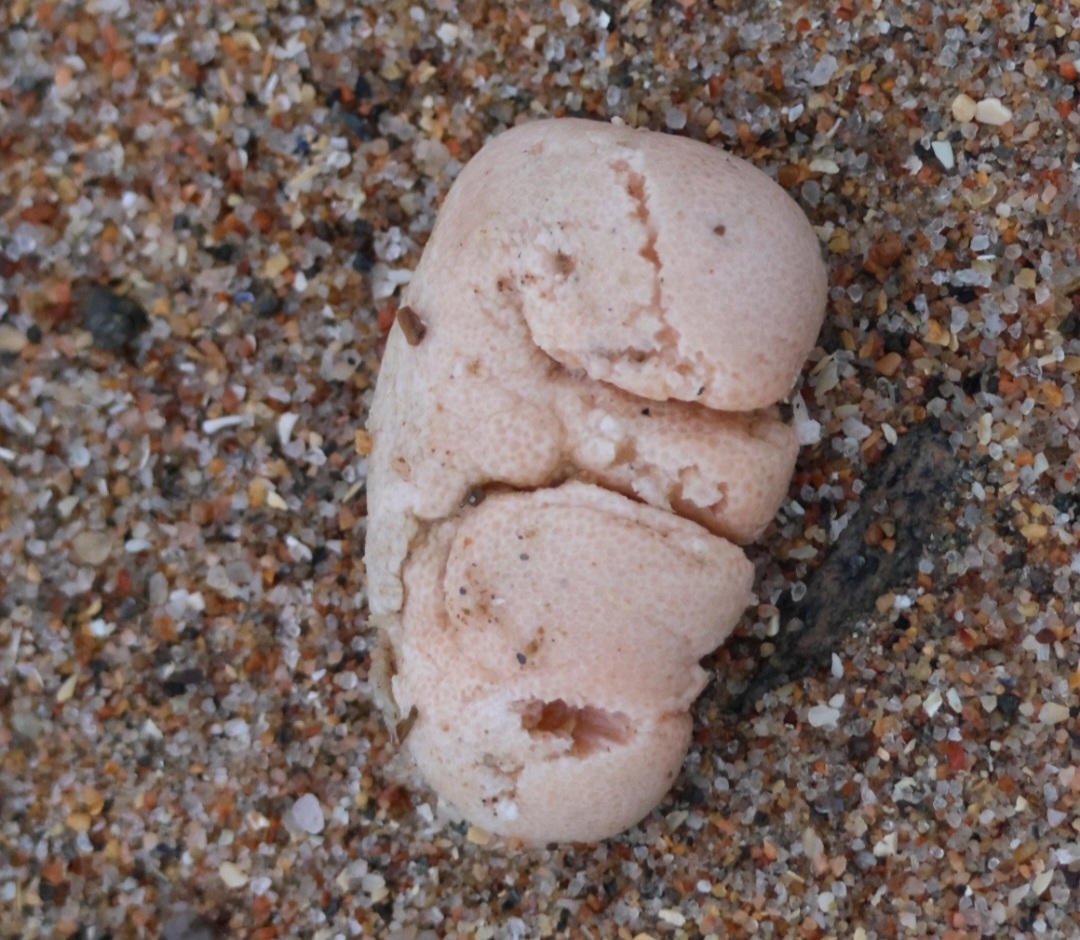Alcyonium digitatum Linnaeus, 1758