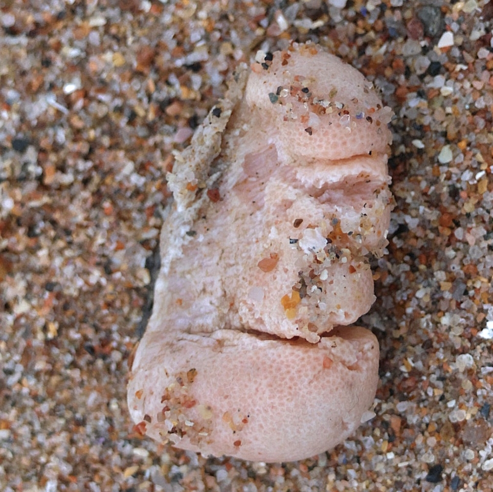 Alcyonium digitatum Linnaeus, 1758