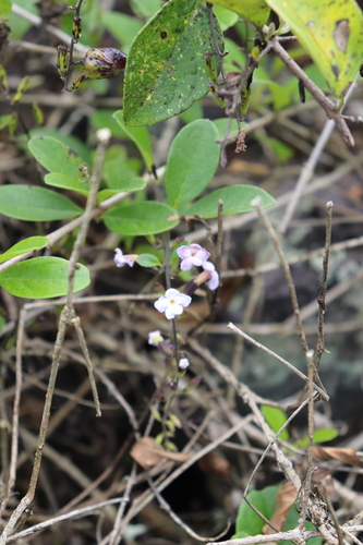 Duranta mutisii, photograph 4