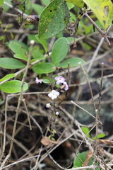 Duranta mutisii, photograph (c) Zihao Wang, some rights reserved (CC BY)