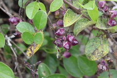 Duranta mutisii, photograph (c) Zihao Wang, some rights reserved (CC BY)