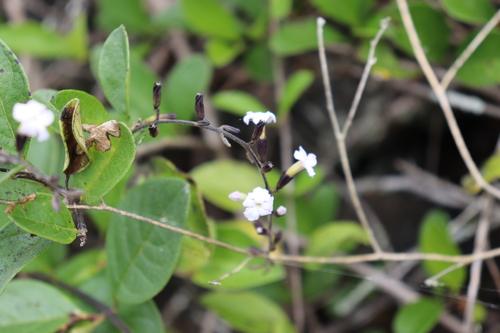 Espino (Duranta mutisii)