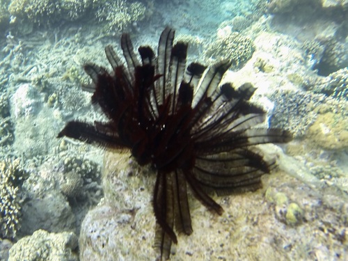 Feather Star