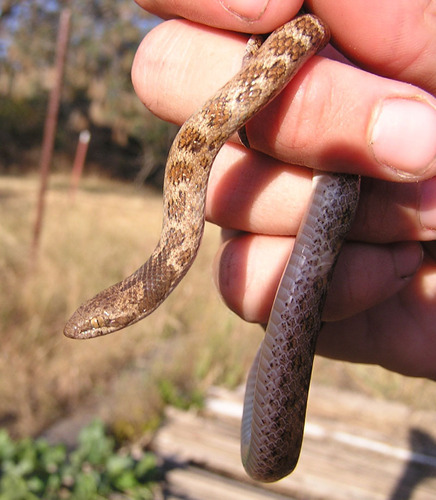 iNaturalist observation photo of Coast Night Snake