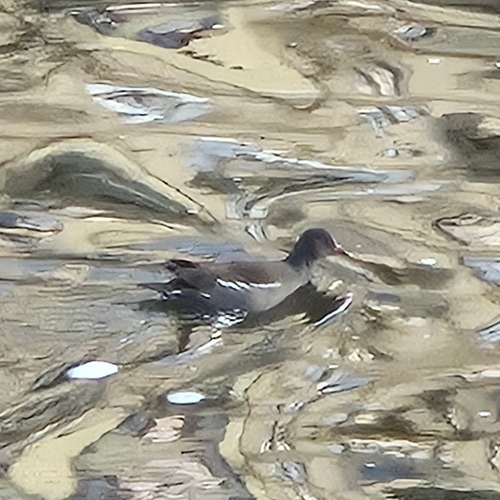 iNaturalist: (c) canteera, some rights reserved (CC BY-NC) iNaturalist image