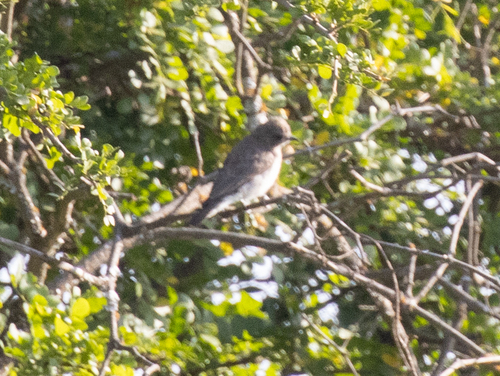 Brown-backed Honeybird (Prodotiscus regulus), photo 5