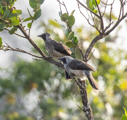 White-rumped Babbler (Turdoides leucopygia), photo 3