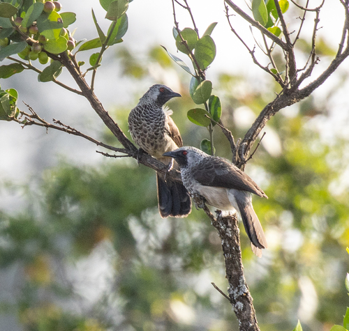 White-rumped Babbler (Turdoides leucopygia), photo 5
