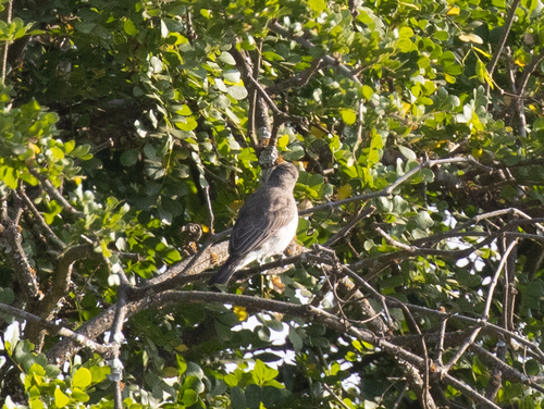 Brown-backed Honeybird (Prodotiscus regulus), photo 6